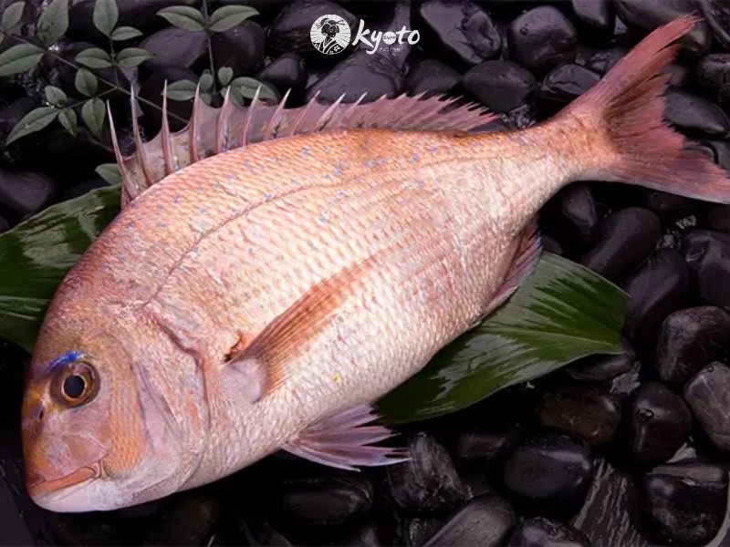 Vì sao cá tai được ưa chuộng trong ẩm thực Nhật?