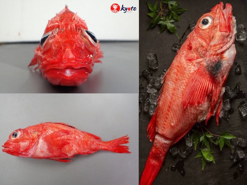 Đặc điểm nhận biết cá Kinki